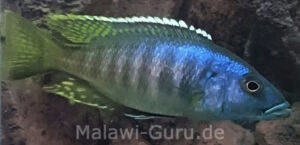 Die Sciaenochromis-Arten-Galerie Sciaenochromis ahli 'Chimwalani Reef'