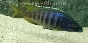 Sciaenochromis ahli 'Chimwalani Reef'