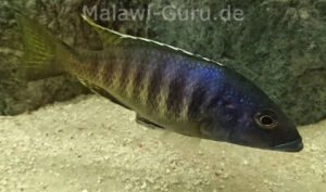 Sciaenochromis ahli 'Chimwalani Reef'