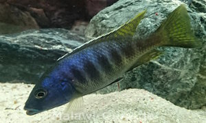 Sciaenochromis ahli