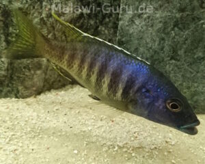 Sciaenochromis ahli 'Chimwalani Reef'