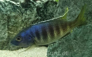 Sciaenochromis ahli Arten