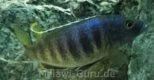 Sciaenochromis ahli 'Chimwalani Reef'