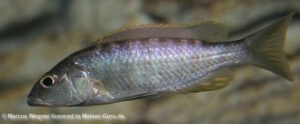Sciaenochromis ahli 'Likoma Island'