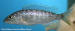 Sciaenochromis ahli 'Likoma Island'