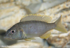 Sciaenochromis ahli 'Likoma Island'
