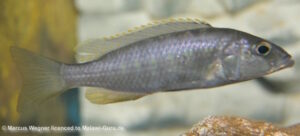 Sciaenochromis ahli 'Likoma Island'
