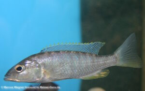 Sciaenochromis ahli 'Likoma Island'