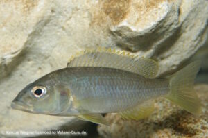 Sciaenochromis ahli 'Likoma Island'