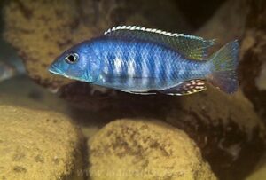 Sciaenochromis ahli