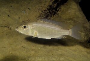 Sciaenochromis ahli 'Masimbwe Island'