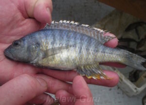 Sciaenochromis benthicola