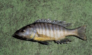 Sciaenochromis benthicola