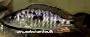 Sciaenochromis benthicola
