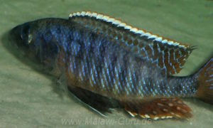 Sciaenochromis benthicola