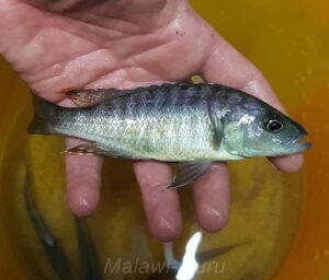 Sciaenochromis benthicola 'Domira Bay'