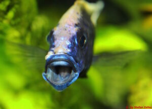 Sciaenochromis fryeri Arten