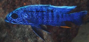 Sciaenochromis fryeri 'Chilungo Bay'