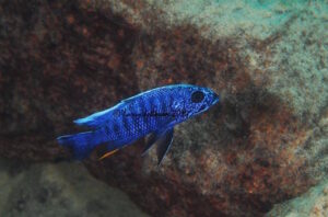 Sciaenochromis fryeri 'Chilungo Bay'-10