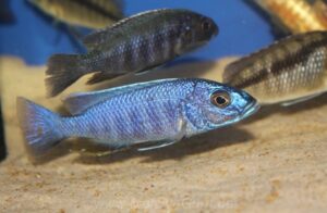 Sciaenochromis fryeri 'Chimwalani Reef'