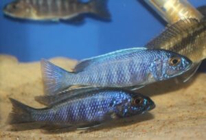 Sciaenochromis fryeri 'Chimwalani Reef'