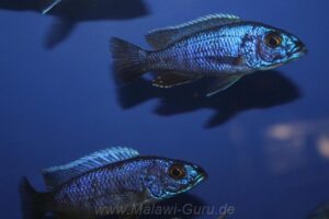 Sciaenochromis fryeri 'Chimwalani Reef'