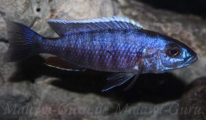 Sciaenochromis fryeri