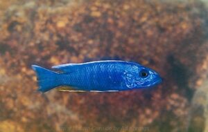 Sciaenochromis fryeri 'Chiofu'
