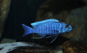 Sciaenochromis fryeri 'Chizumulu Island'