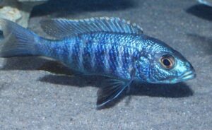 Sciaenochromis fryeri 'Jalo Reef'