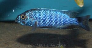 Sciaenochromis fryeri 'Jalo Reef'