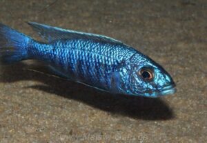 Sciaenochromis fryeri 'Jalo Reef'