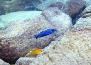Sciaenochromis fryeri 'Likoma Island'