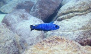 Sciaenochromis fryeri 'Likoma Island'