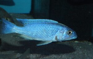 Sciaenochromis fryeri 'Likoma Island'