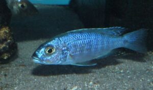 Sciaenochromis fryeri 'Likoma Island'