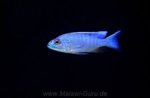 Sciaenochromis fryeri 'Liuli'