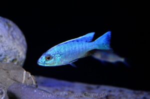 Sciaenochromis fryeri 'Liuli'