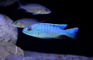 Sciaenochromis fryeri 'Liuli'