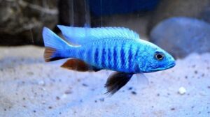 Sciaenochromis fryeri 'Liuli'