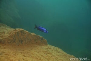 Sciaenochromis fryeri