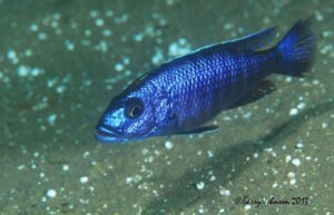 Sciaenochromis fryeri 'Luwala Reef'