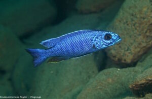 Sciaenochromis fryeri 'Magunga'