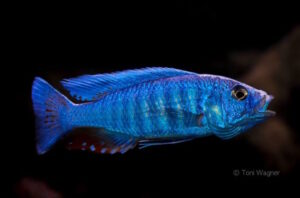 Sciaenochromis fryeri 'Maleri Island'
