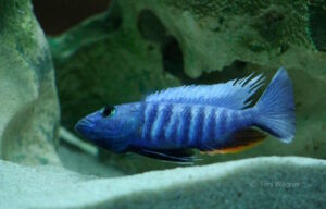 Sciaenochromis fryeri 'Maleri Island'