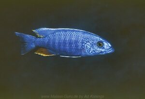 Sciaenochromis fryeri 'Taiwanee Reef'
