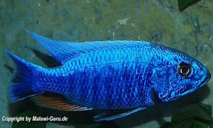Sciaenochromis fryeri