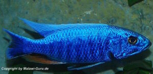 Sciaenochromis fryeri 'Three Peaks Reef'