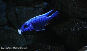 Sciaenochromis fryeri 'Three Peaks Reef'