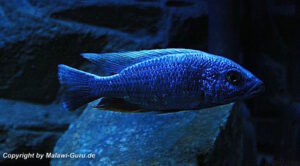 Sciaenochromis fryeri 'Three Peaks Reef'